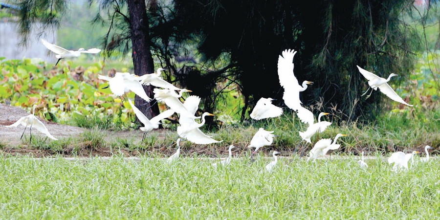 石獅：廣袤濕地 鳥類樂園