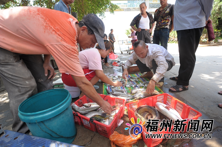 福州壺江漁民捕蟹季：青蟹美味勝過雞