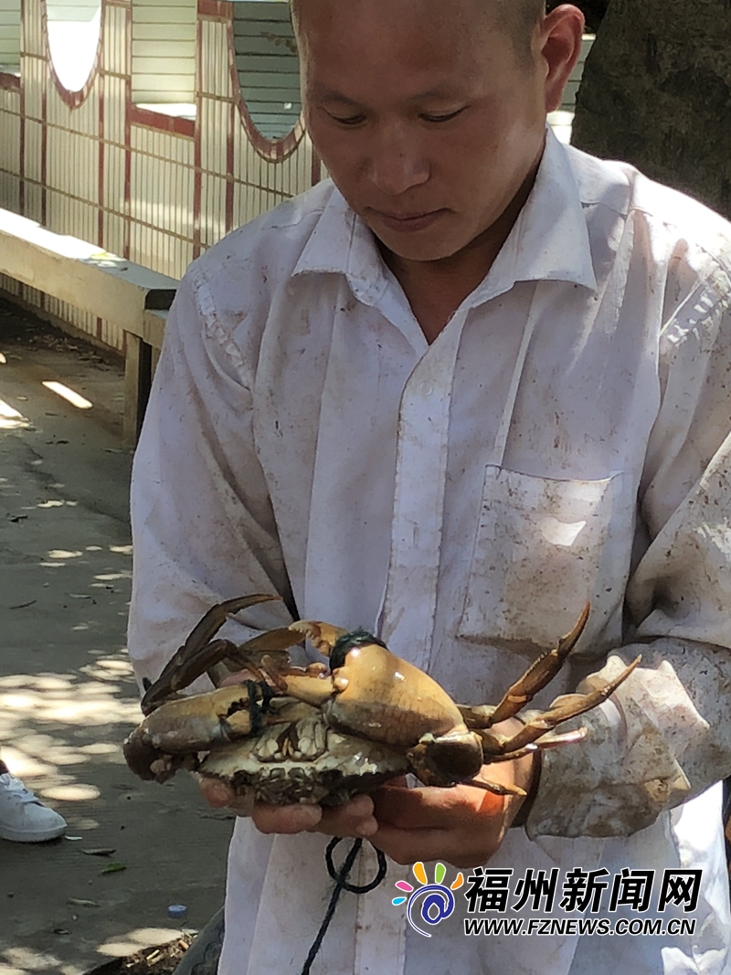 福州壺江漁民捕蟹季：青蟹美味勝過雞