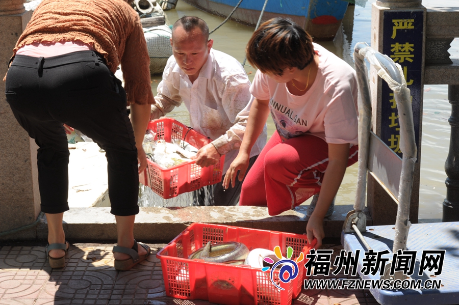 福州壺江漁民捕蟹季：青蟹美味勝過雞