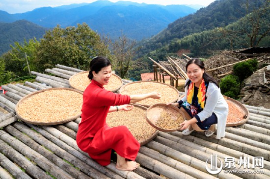 德化丁榮：一樹黃葉一樹詩 一樹“白果”一樹情