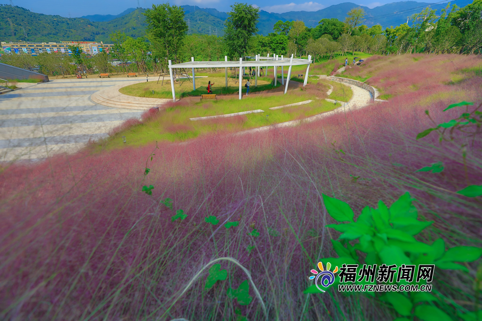 金秋時分 牛崗山公園變身“粉紅海洋”