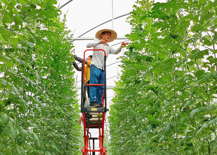 廣東英德連樟村：黨員帶著群眾幹 成效村民來評判_fororder_圖為當地村民在連樟村省級農業産業園務工