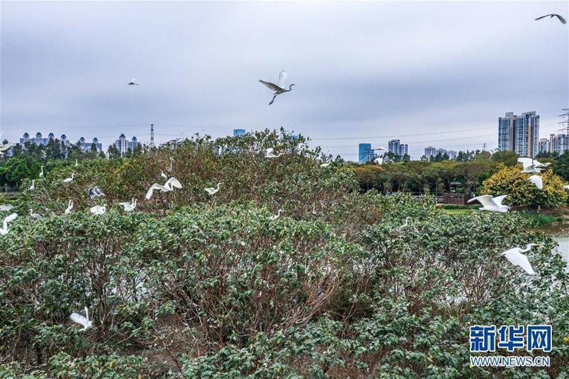 廣州海珠國家濕地公園將代表中國角逐“迪拜獎”