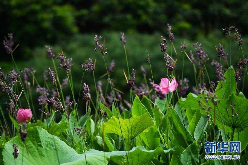 廣州海珠國家濕地公園將代表中國角逐“迪拜獎”