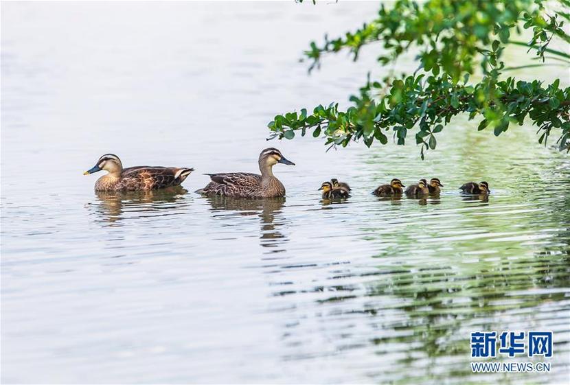 廣州海珠國家濕地公園將代表中國角逐“迪拜獎”