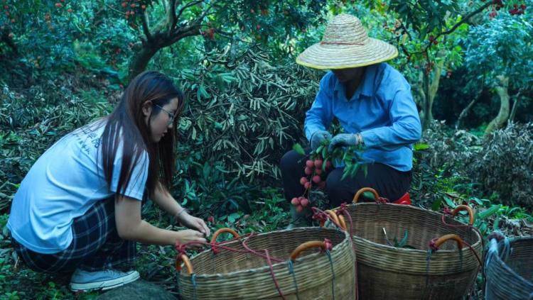 荔枝林裏來了“00後” 南昌理工學子下鄉架起“助農橋”_fororder_圖片1