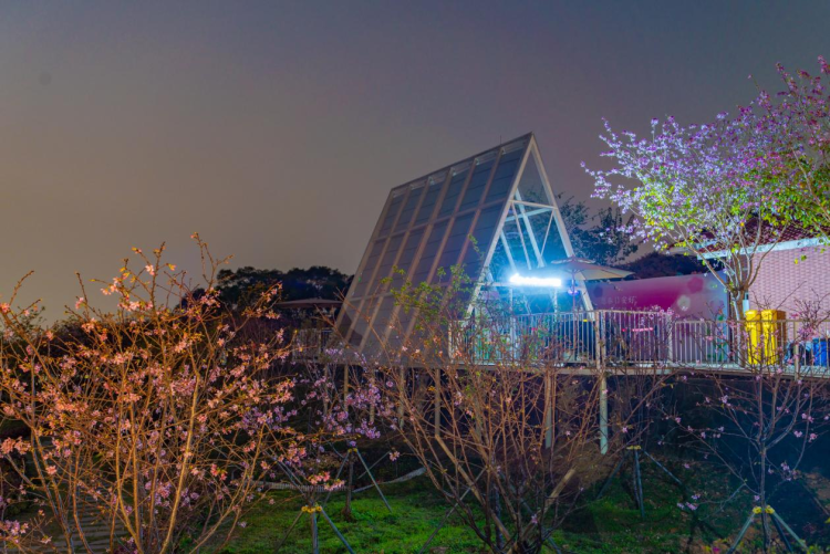 南沙櫻花節｜一場全日定制的粉色文旅盛宴，從早到晚，精彩不斷_fororder_圖片20