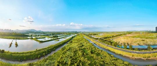 紅樹林面積全國第一，廣東省啟動2025年濕地保護宣傳周_fororder_54849849_cf85645b-4619-445a-a1ae-6fb89ae2720d_zsize