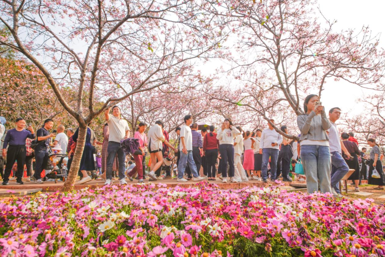 南沙櫻花節｜一場全日定制的粉色文旅盛宴，從早到晚，精彩不斷_fororder_圖片19