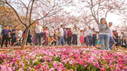 南沙櫻花節｜一場全日定制的粉色文旅盛宴，從早到晚，精彩不斷