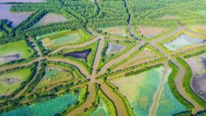 紅樹林面積全國第一，廣東省啟動2025年濕地保護宣傳周