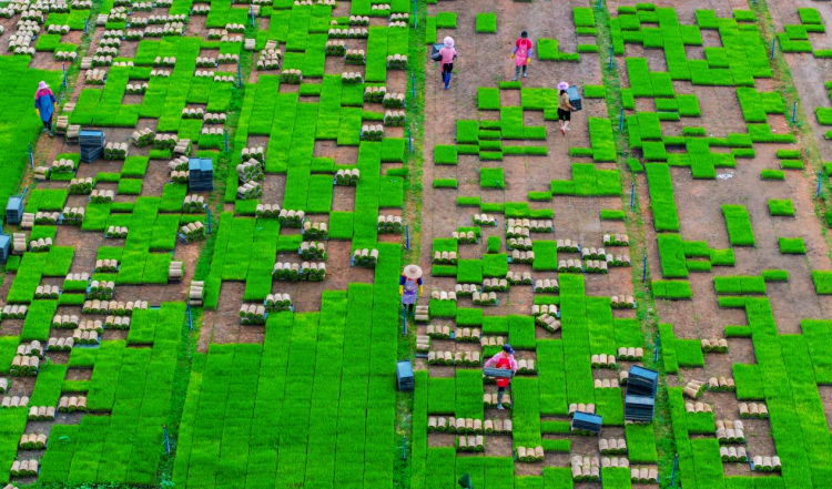 穗北田園展新姿，鏡頭定格豐收景——2025年中國農民豐收節廣州從化全國攝影作品展圓滿收官_fororder_圖片9