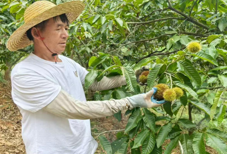 稅惠“栗”農 “桂”在“柑”甜_fororder_圖片8