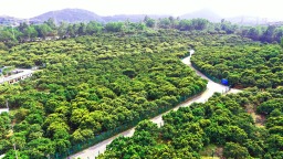 美“荔”南山：從皇家貢品到城市金招牌，一顆荔枝的産業突圍戰