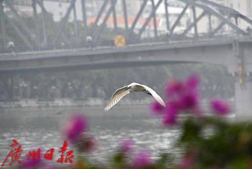 一群白鷺江上飛