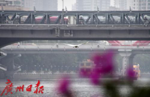 一群白鷺江上飛
