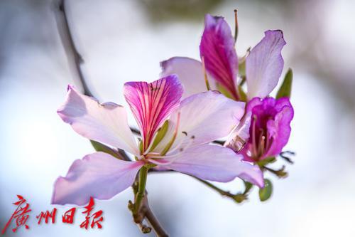 【春天總會來，花兒總會開】荔灣湖粉紫荊與新綠芽