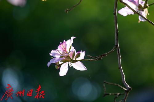 【春天總會來，花兒總會開】荔灣湖粉紫荊與新綠芽