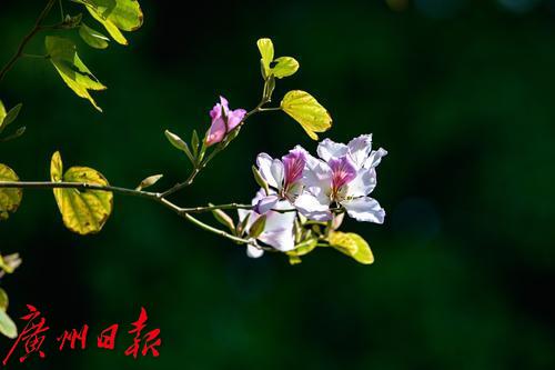 【春天總會來，花兒總會開】荔灣湖粉紫荊與新綠芽