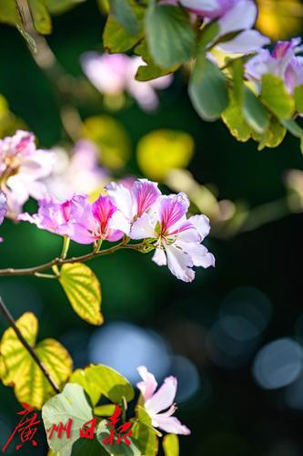 【春天總會來，花兒總會開】荔灣湖粉紫荊與新綠芽