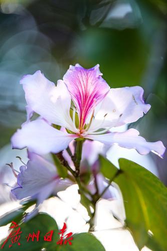 【春天總會來，花兒總會開】荔灣湖粉紫荊與新綠芽