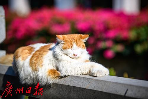 【春天總會來，花兒總會開】荔灣湖粉紫荊與新綠芽