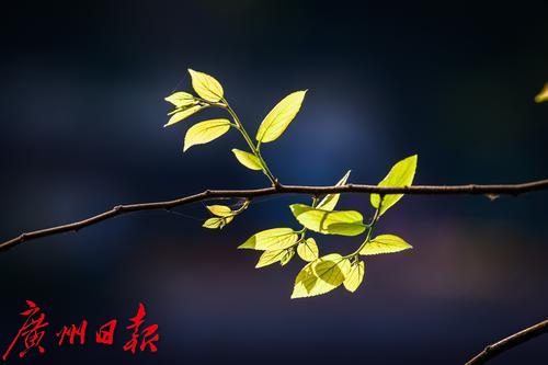 【春天總會來，花兒總會開】荔灣湖粉紫荊與新綠芽