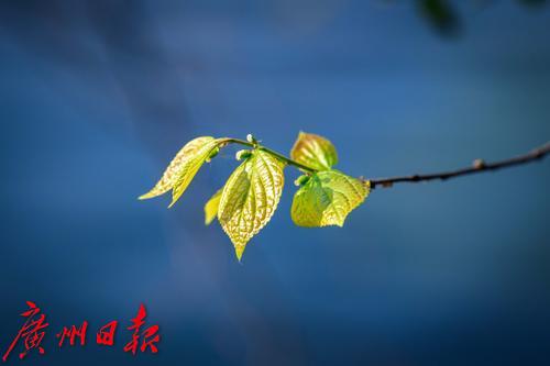 【春天總會來，花兒總會開】荔灣湖粉紫荊與新綠芽