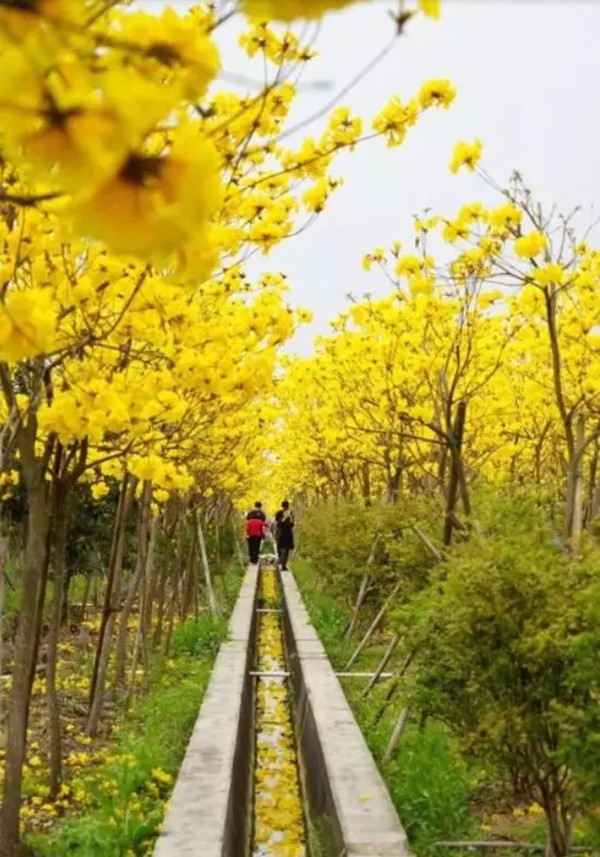 春暖花開的三月廣州美景