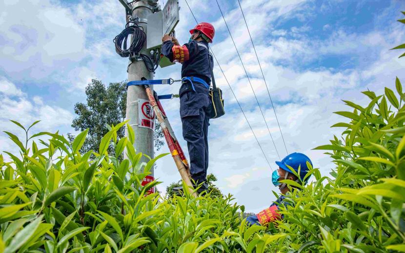 廣東電力部門未雨綢繆為茶葉生産保駕護航