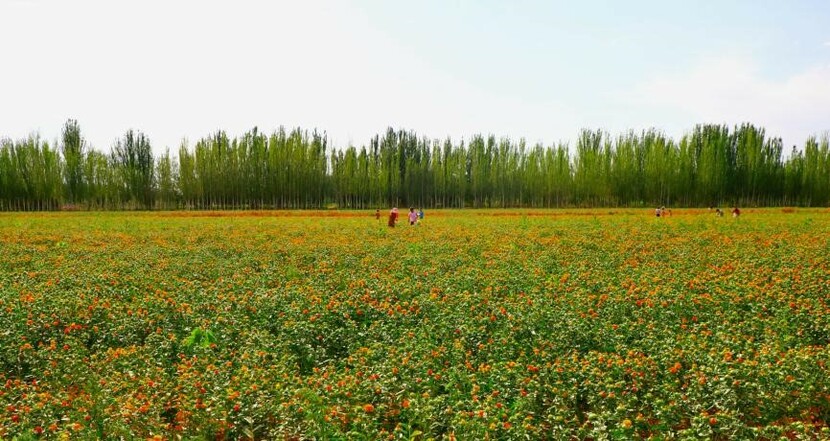 廣州援疆工作隊打造“綜合性現代農業體驗園”增強受援地農民獲得感幸福感_fororder_吾庫薩克鎮中藥材（紅花）種植基地