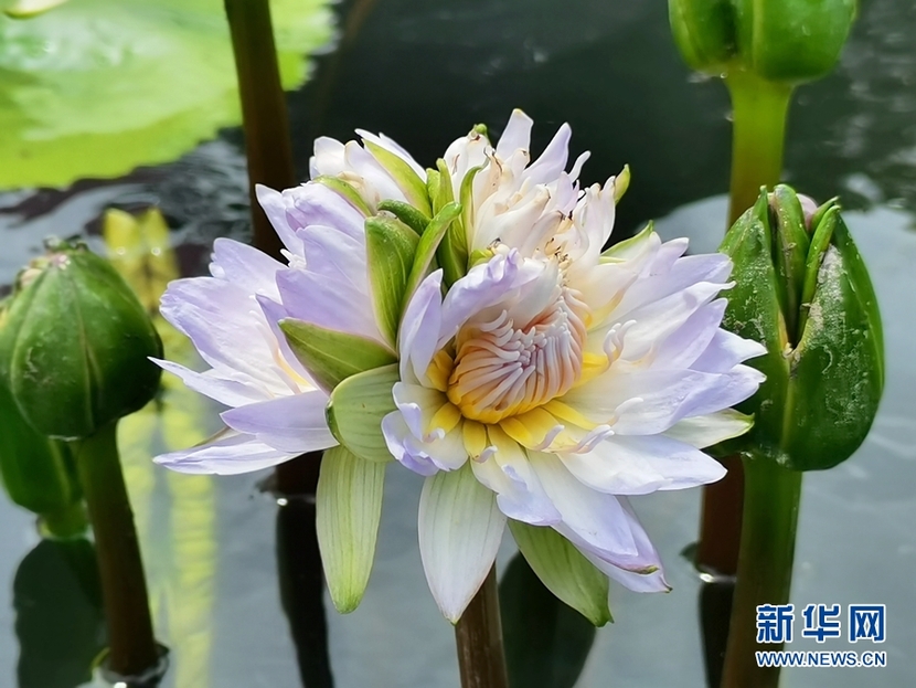 綠美廣東在行動丨廣州發現多朵多蒂睡蓮_fororder_1129599516_16835947066031n