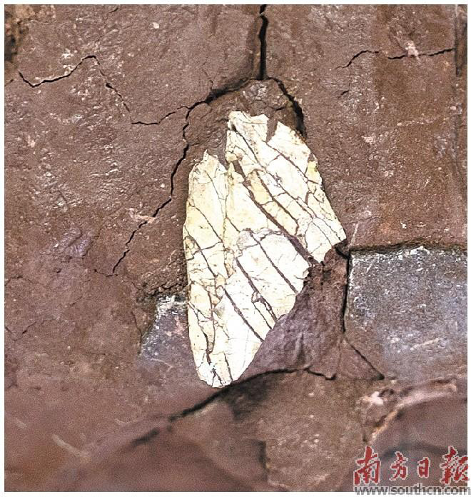 廣州首次發現暴龍超科化石  打破中國暴龍超科化石最南端紀錄_fororder_101