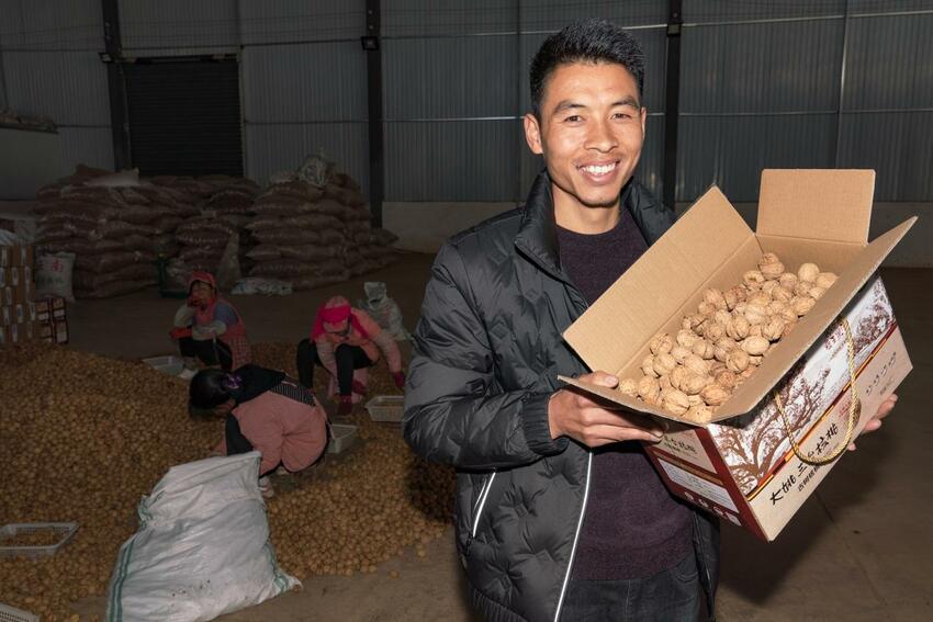 彝族青年拼多多賣大姚核桃年銷超千萬 農産品“原産地直髮”助力脫貧_fororder_1