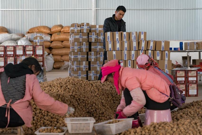 彝族青年拼多多賣大姚核桃年銷超千萬 農産品“原産地直髮”助力脫貧_fororder_2