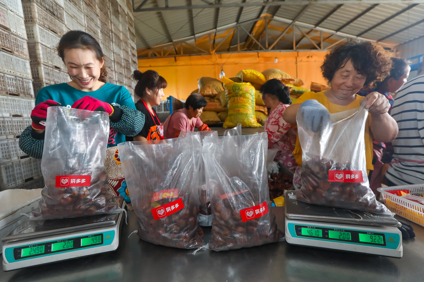 丹東板栗登陸“多多豐收館” 鴨綠江畔每天超百萬斤直髮全國_fororder_圖片10