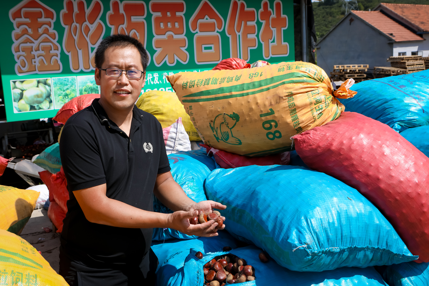 丹東板栗登陸“多多豐收館” 鴨綠江畔每天超百萬斤直髮全國_fororder_圖片9