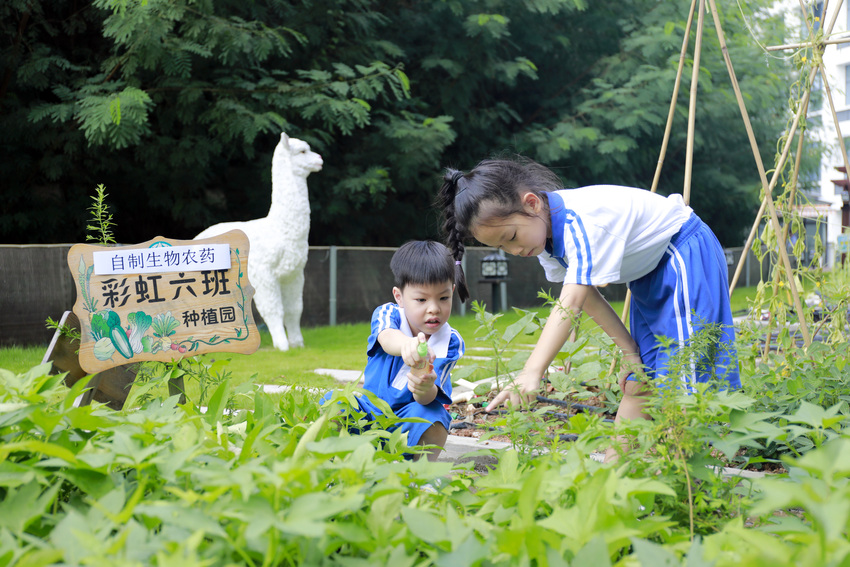 圖片默認標題_fororder_2.3提取百里香浸提液做生物農藥噴灑在蔬菜上，減少農藥污染