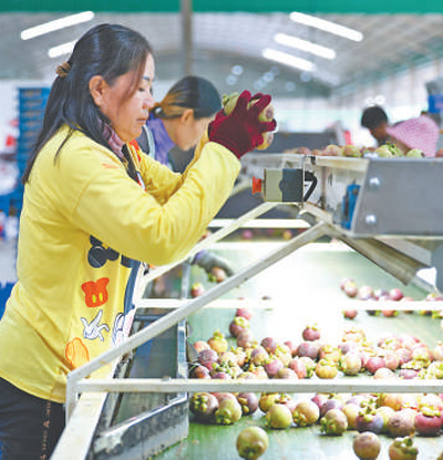 東盟國家水果高效便捷進入中國—— “巨大的中國市場為我們帶來快速發展機遇”