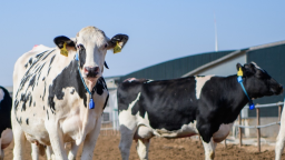 2025世界乳業峰會：蒙牛全球液態奶首座“燈塔工廠”受熱議 樹立全球數智化轉型標杆