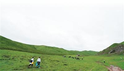 加速構建AI全鏈條防治包蟲病體系（退病錄）
