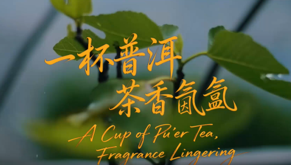 【瀾湄之窗】一杯普洱 茶香氤氳_fororder_普爾