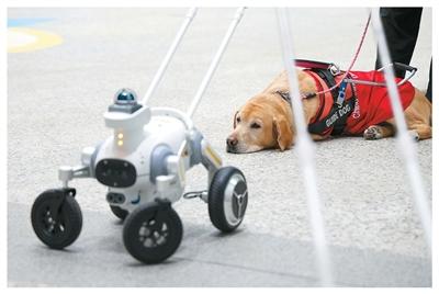 智慧導盲犬亮相深圳