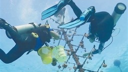 海南三沙成功種植珊瑚苗10萬株