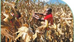 科技小院 從中國創新走向全球推廣