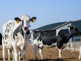 2025世界乳業峰會：蒙牛全球液態奶首座“燈塔工廠”受熱議 樹立全球數智化轉型標杆
