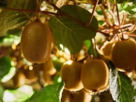 佳沛綠奇異果獲歐盟健康聲稱認證，開創新鮮農産品行業先河
