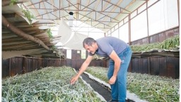 桑蠶吐絲織就中國和阿塞拜疆合作新紐帶