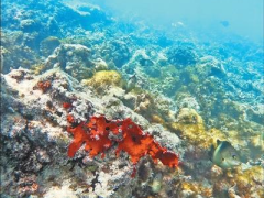 施工環保兩不誤  魚類重回珊瑚叢